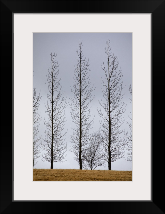 Lone trees in the south of Iceland.