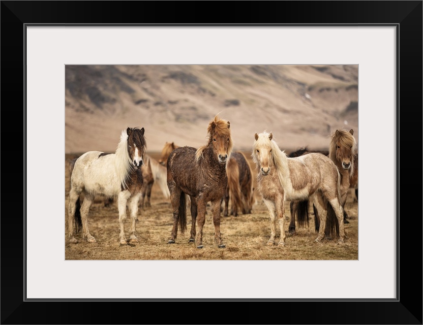 Icelandic horses in the countryside of Iceland