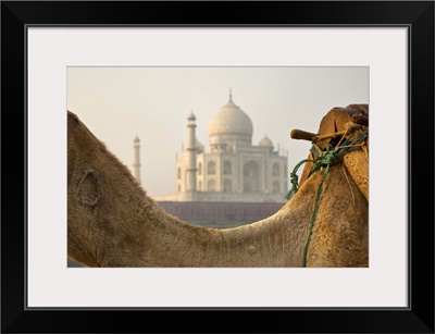 India Camel at the Taj