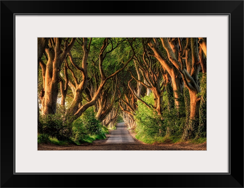 The stunning Dark Hedges of Northern Ireland.