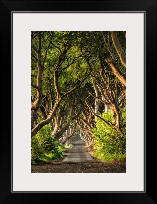 The stunning Dark Hedges of Northern Ireland.