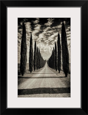 Italina Cypress along driveway in Tuscany, Italy