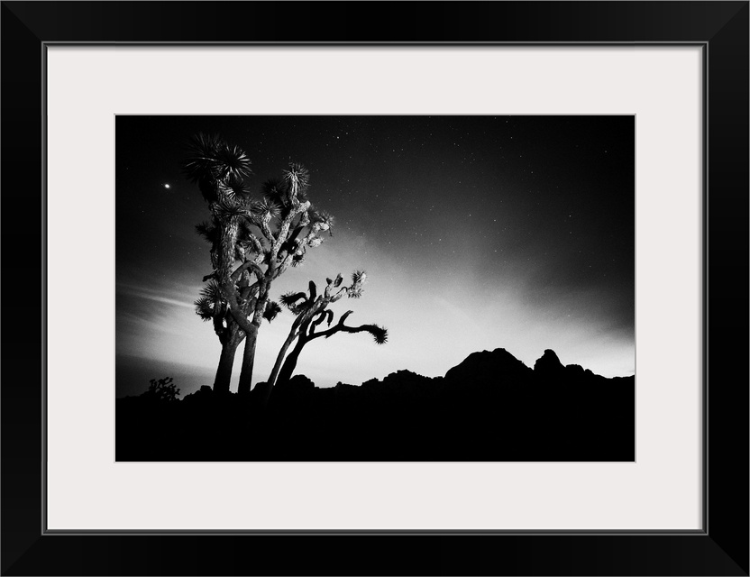 Joshua Tree Cactus Trees at night, Joshua Tree National Park, California