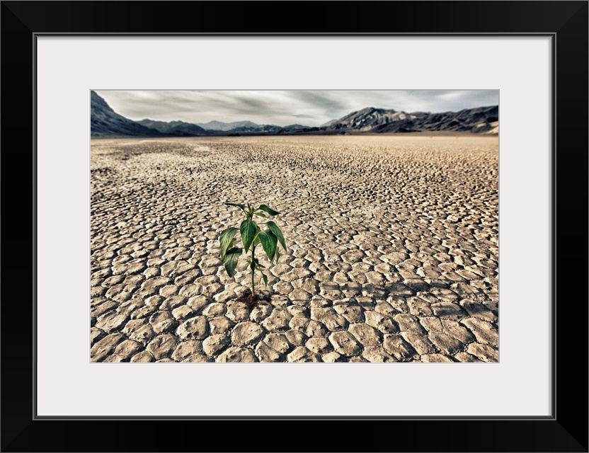 Lone plant trying to grow in the racetrack at Death Valley National Park