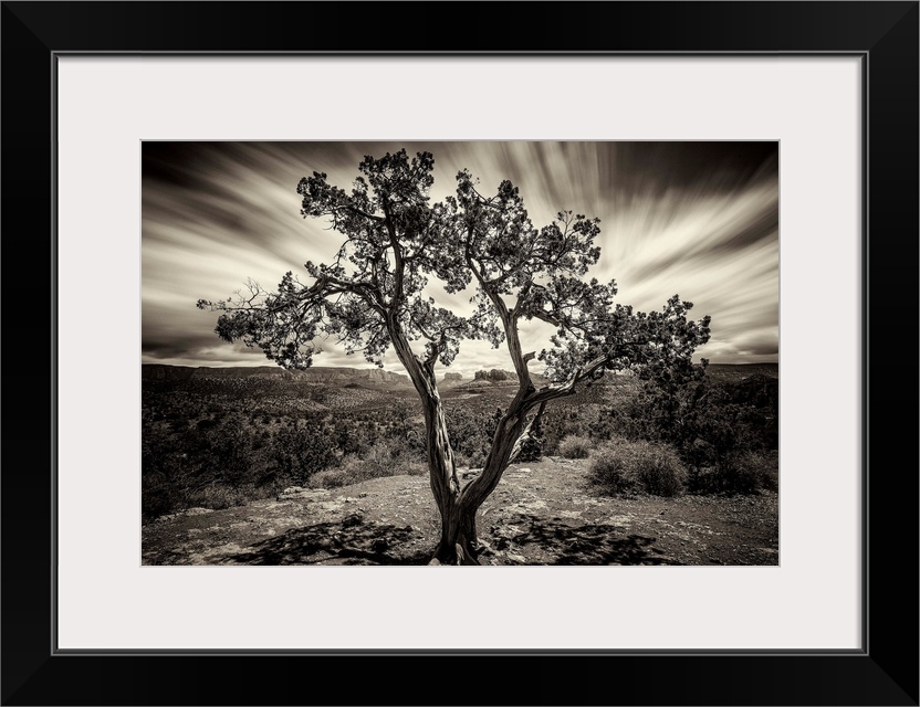 Lone tree at sunset in Sedona, Arizona.