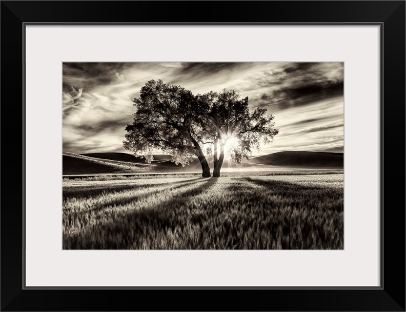 Lone tree with clouds at sunset in the Palouse, Washington.