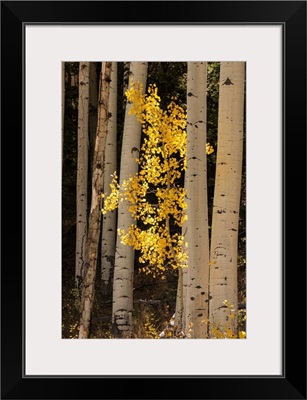 Lone yellow Aspen tree in the forest of Flagstaff, Arizona