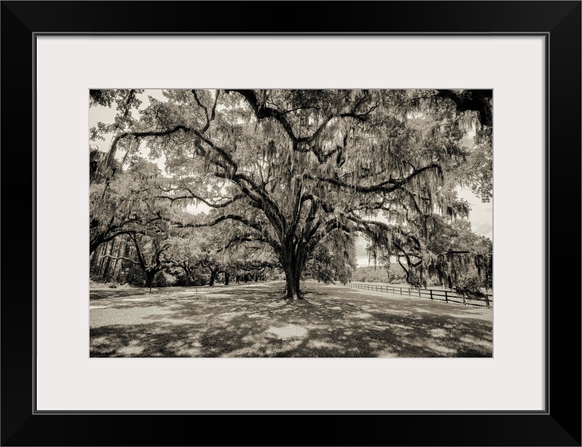 Oak tree lined road at Boone Hall Plantation, Charleston, South Carolina.