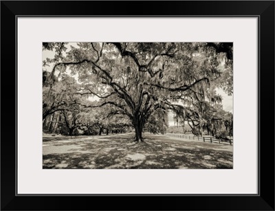 Oak tree lined road at Boone Hall Plantation, Charleston