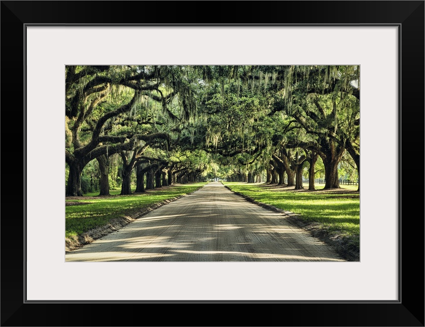 Oak tree lined road at Boone Hall Plantation, Charleston, South Carolina.