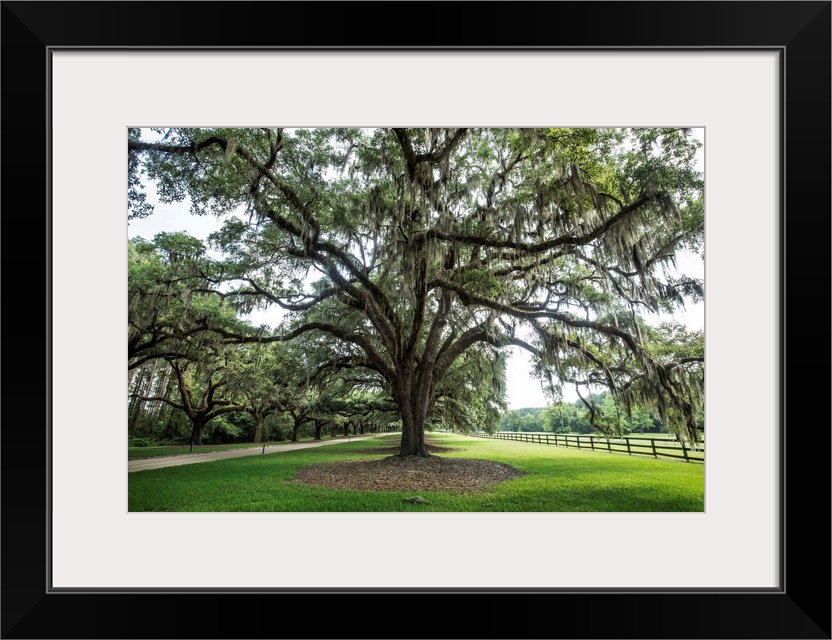 Oak tree lined road at Boone Hall Plantation, Charleston, South Carolina.