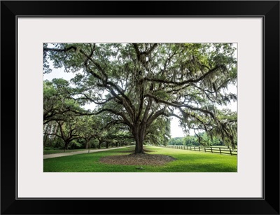 Oak tree lined road at Boone Hall Plantation, Charleston