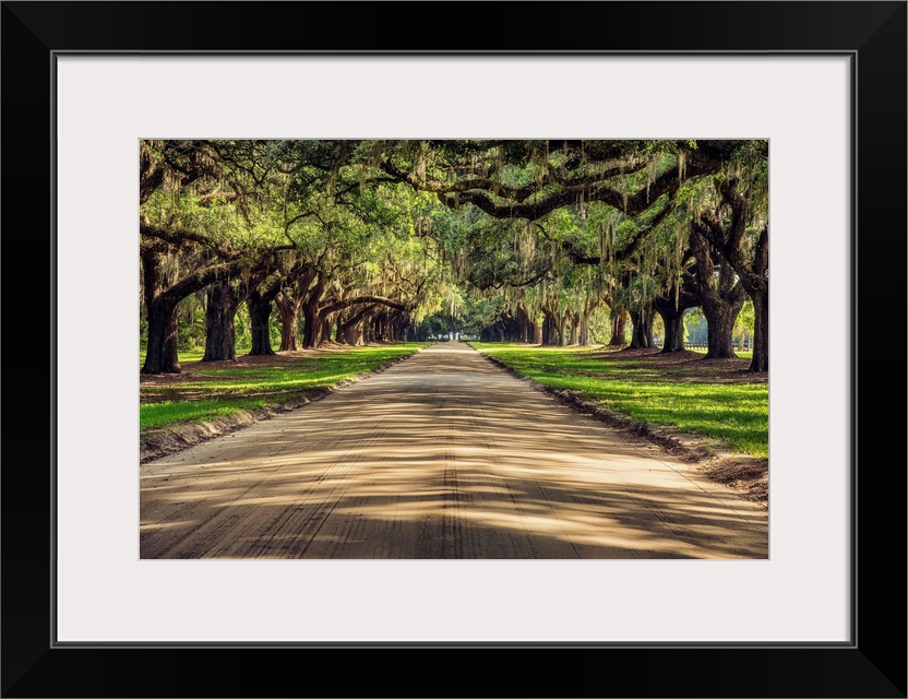 Oak tree lined road at Boone Hall Plantation, Charleston, South Carolina.