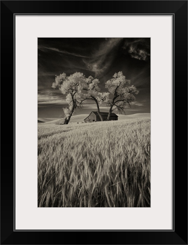 Old barn in the wheat fields in the Palouse, Washington.