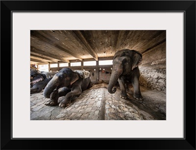 Painted elephants in their sleeping area in Jaipur, India