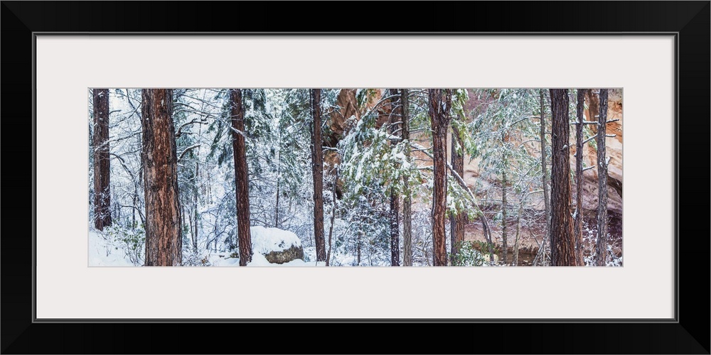 Pine trees and red rocks in the snow in Arizona