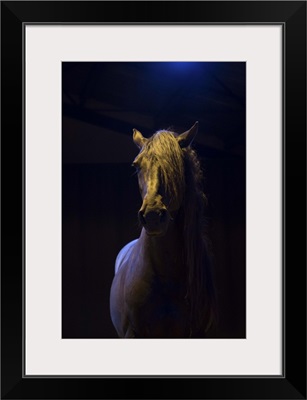 Rare show horse in the Camargue region in the South of France