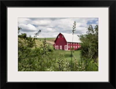 Red barn and green wheat fields in the Palouse