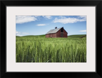 Red barn and green wheat fields in the Palouse, Washington