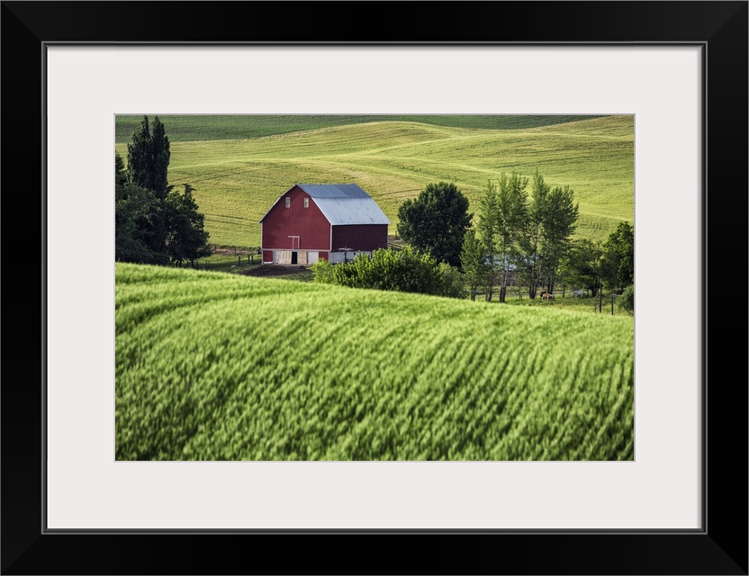 Red barn and green wheat fields in the Palouse, Washington