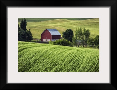 Red barn and green wheat fields in the Palouse, Washington