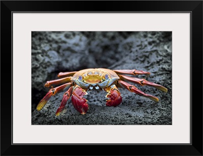 Sally Lightfoot crab on the rocks, Galapagos Islands, Equador