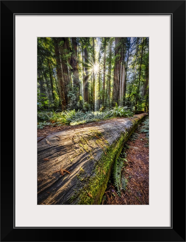 Sun rays at sunrise in Jedediah Smith Redwood Forest.