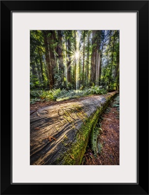 Sun Rays At Sunrise In Jedediah Smith Redwood Forest