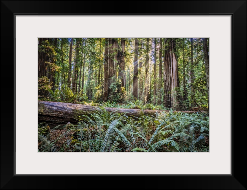 Sun rays at sunrise in Jedediah Smith Redwood Forest.