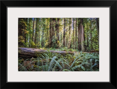 Sun Rays At Sunrise In Jedediah Smith Redwood Forest