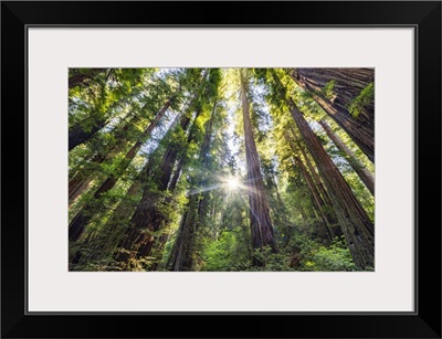 Sun Rays At Sunrise In Jedediah Smith Redwood Forest