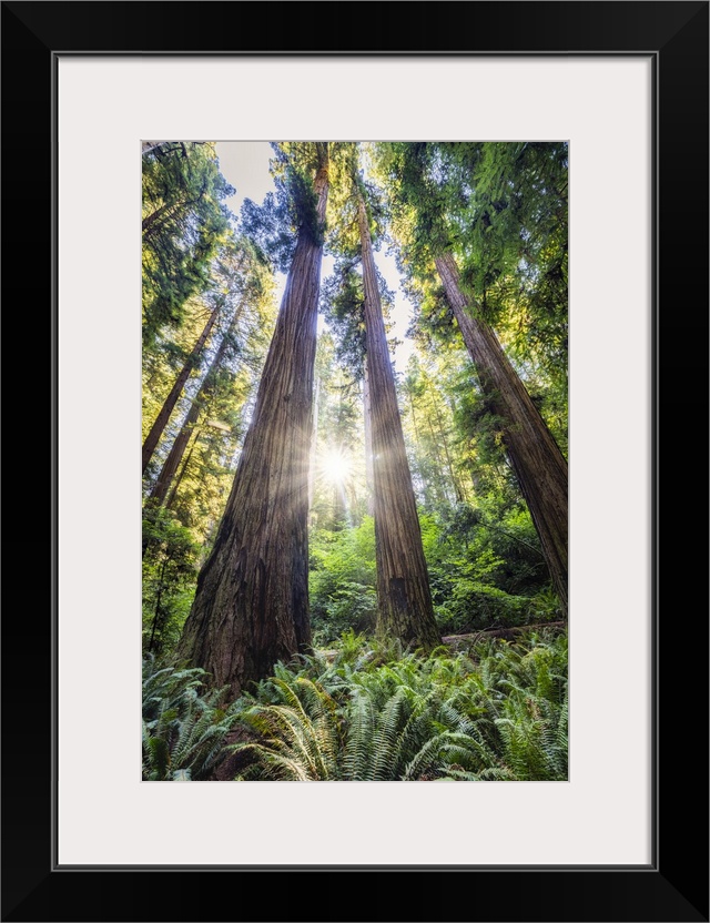 Sun rays at sunrise in Jedediah Smith Redwood Forest