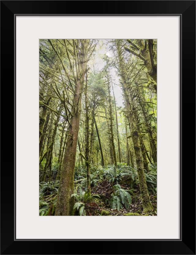 The forest of Ecola State Park on the Oregon Coast.