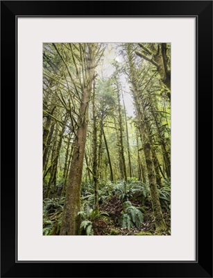 The Forest Of Ecola State Park On The Oregon Coast