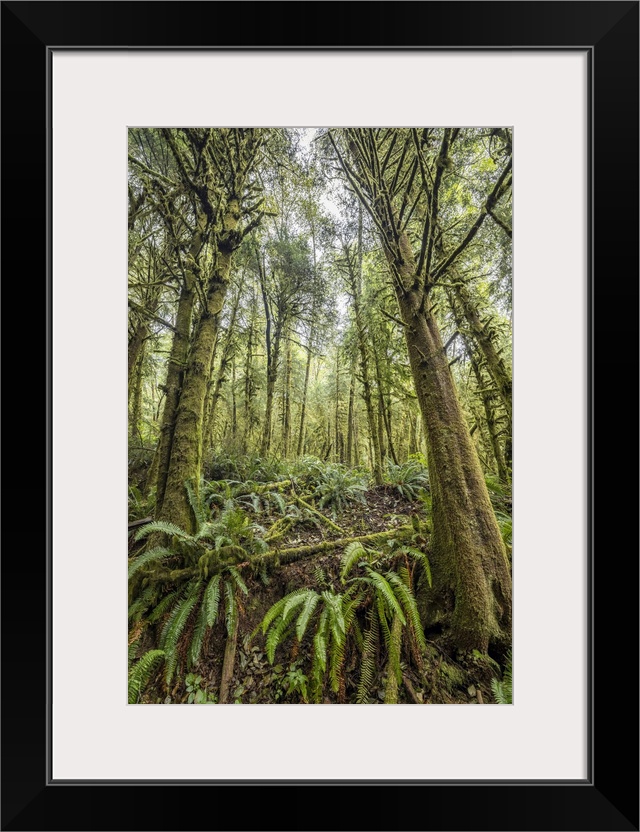 The forest of Ecola State Park on the Oregon Coast.