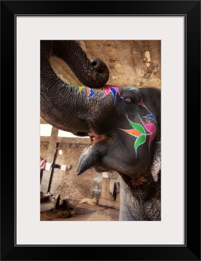 The mouth open, trunk up, painted elephants in Jaipur, India.