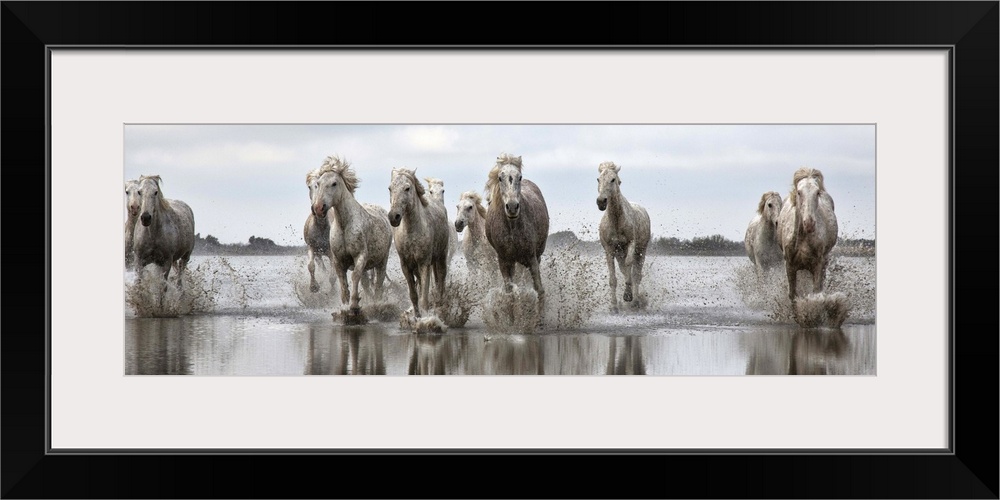 The white horses of the Camargue