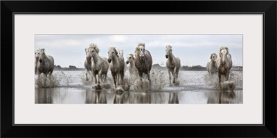 The white horses of the Camargue