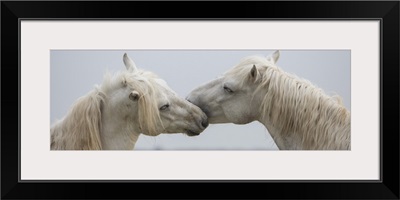 The white horses of the Camargue