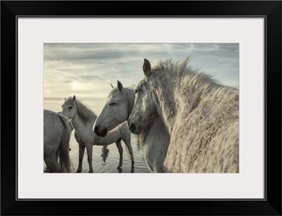 The White Horses of the Camargue by the water