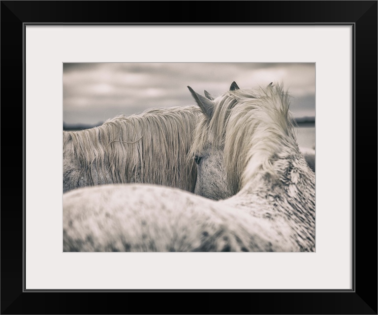 The white horses of the Camargue in the south of France