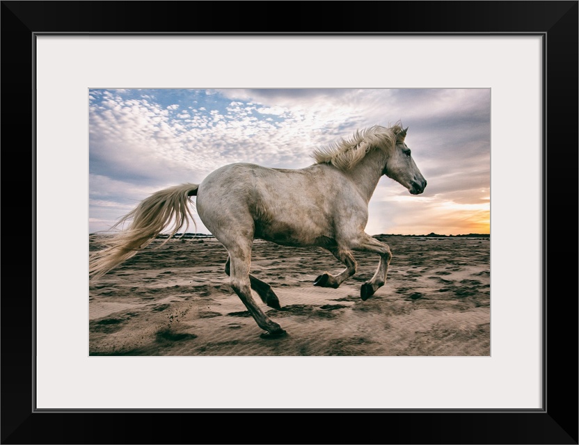 The white horses of the Camargue on the beach in the south of France