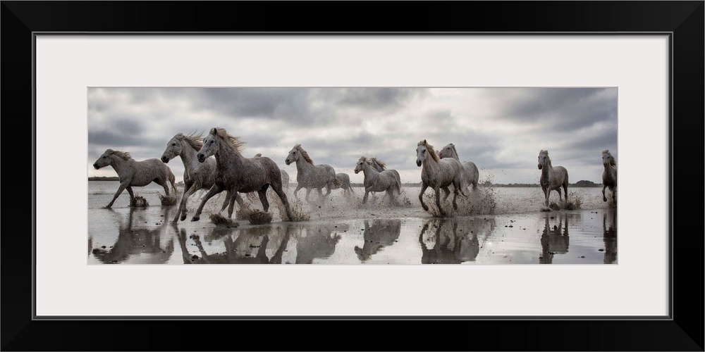 The White Horses of the Camargue running in the water in the South of France