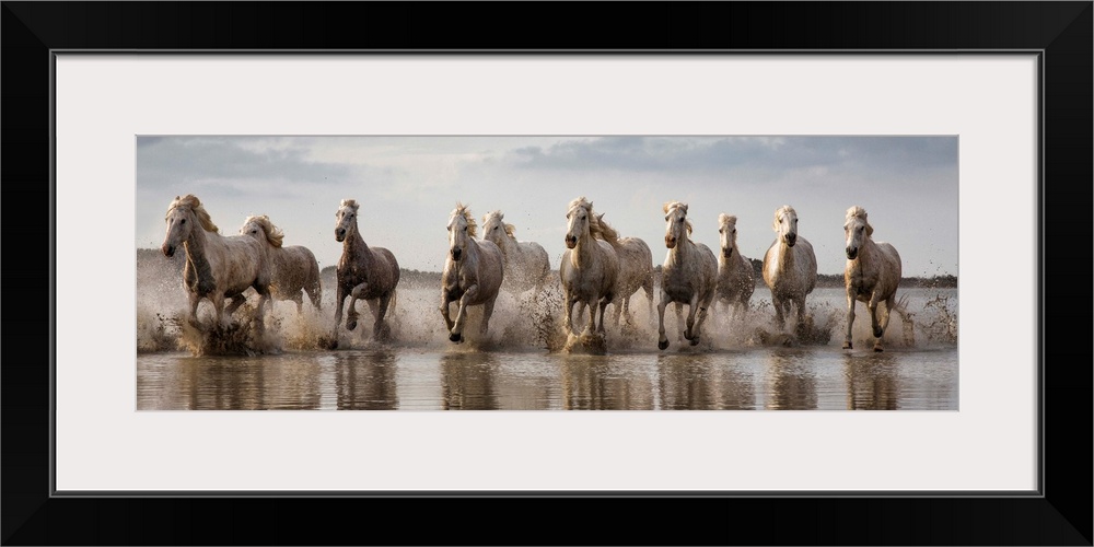 The White Horses of the Camargue running in the water in the South of France