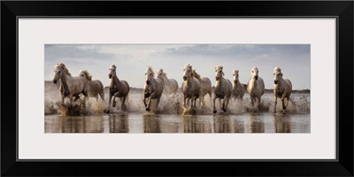 The White Horses of the Camargue running in the water