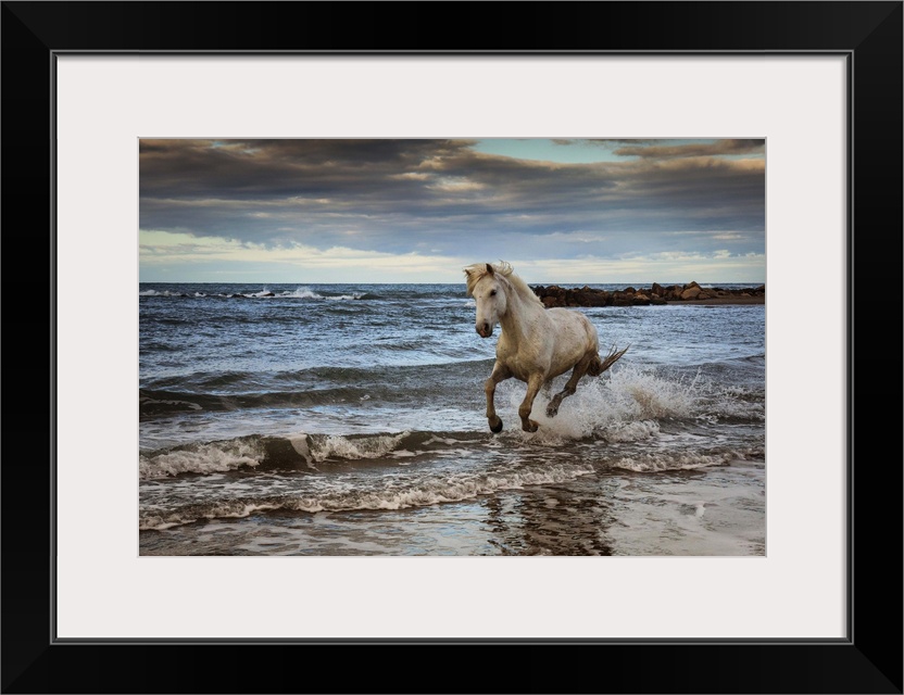 The White Horses of the Camargue running in the water, Southern France.