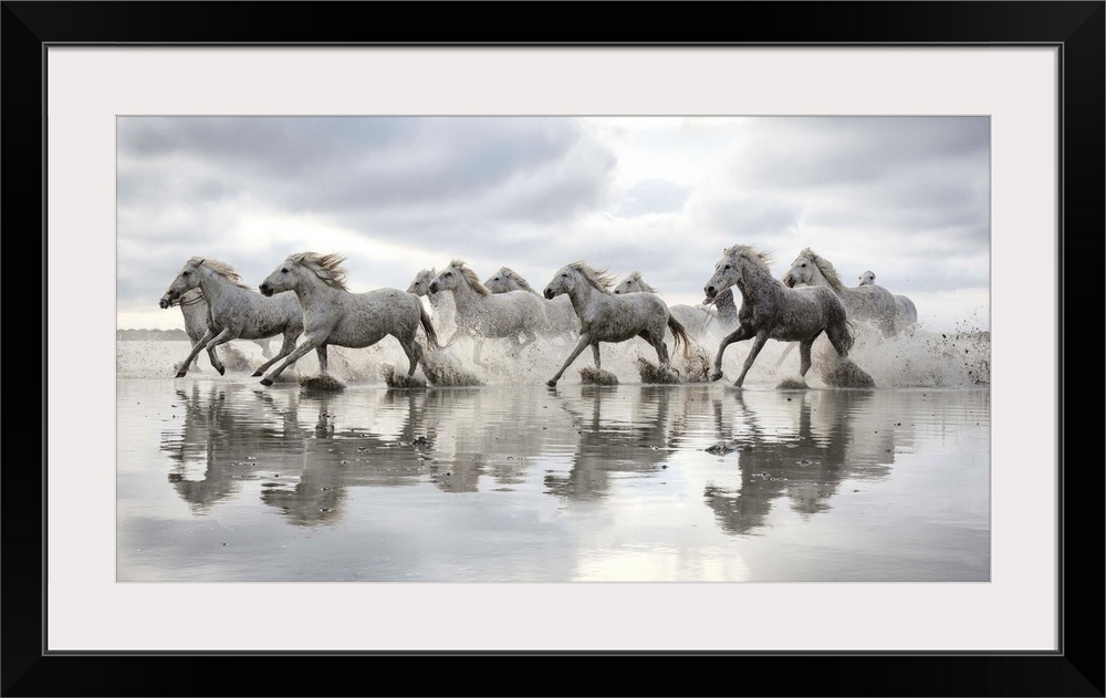 The White Horses of the Camargue running in the water in the South of France