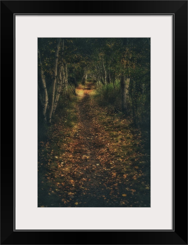 The Wild Gardens of Acadia National Park in Maine