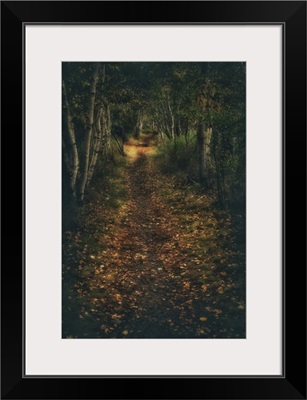 The Wild Gardens of Acadia National Park in Maine