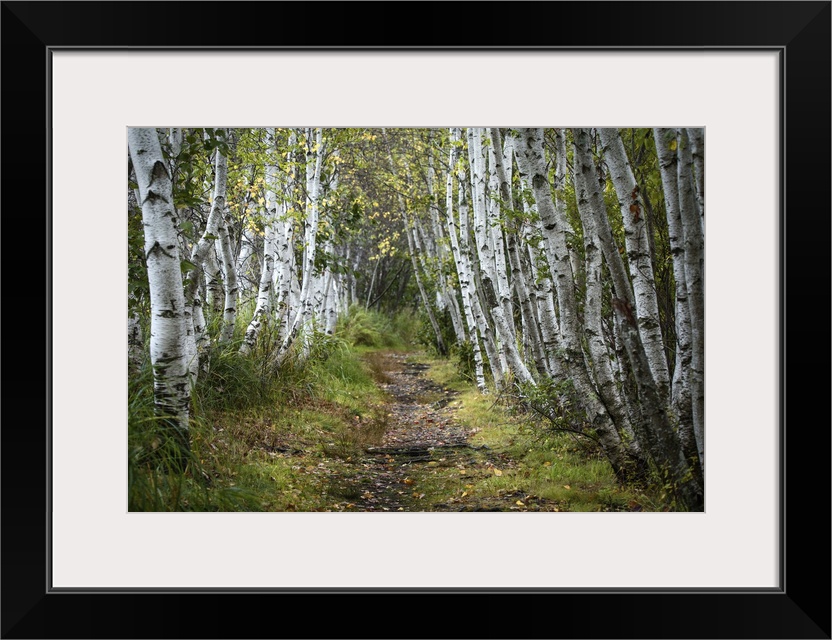 The Wild Gardens of Acadia national Park in Maine